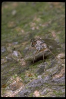 : Medetera arnavdi; Long-legged Fly