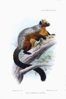 Joseph Smit Giant Flying Squirrel (Peturista lyle)