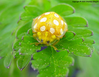 Halyzia sedecimguttata - Orange Ladybird