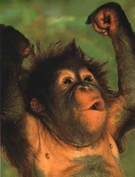 photograph of a muscle-bound young orang utan