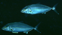 Seriola rivoliana, Almaco jack: fisheries, gamefish