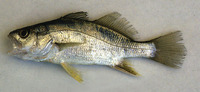 Bairdiella ronchus, Ground croaker: fisheries