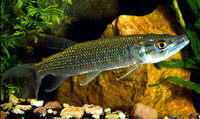 Hemitaeniochromis urotaenia, : fisheries, aquarium