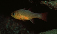 Apogon guadalupensis, Guadalupe cardinalfish: