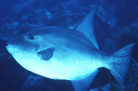 Canthidermis sufflamen, : fisheries, gamefish, aquarium