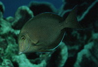 Acanthurus nigroris, Bluelined surgeonfish: aquarium