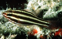 Apogon nigrofasciatus, Blackstripe cardinalfish: