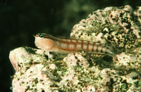 Ecsenius opsifrontalis, Comical blenny: aquarium