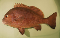 Plectorhinchus chubbi, Dusky rubberlip: fisheries, gamefish