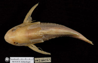 Synodontis longispinis, :