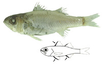 Synagrops spinosus, Keelcheek bass: