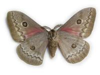 Saturniidae - Emperor Moths