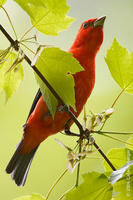 Image of: Piranga olivacea (scarlet tanager)
