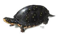 Image of: Clemmys guttata (spotted turtle)