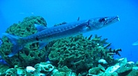 Sphyraena barracuda - Great barracuda