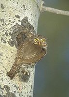 Northern Pygmy-Owl (Glaucidium gnoma) photo
