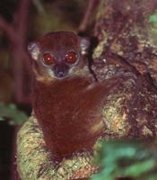 Sahamalaza's Sportive Lemur, Lepilemur sahamalazensis