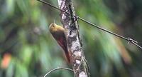 oliveaceous woodcreeper