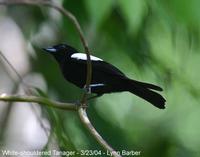 White-shouldered Tanager (Tachyphonus luctuosus)