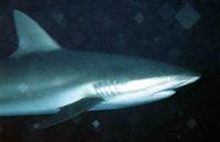 Bull Shark - Carcharhinus leucas