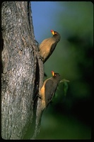 : Buphagus africanus; Yellow-billed Oxpecker