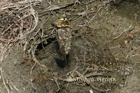 : Aeshna sp.; Mosaic Darner
