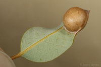 : Heteroecus flavens; Round Leaf Gall Wasp;