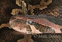 : Python molurus molurus; Asian Rock Python