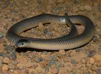 : Rhinoplocephalus bicolor; Square-nosed Snake