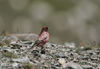 Kozlowia roborowskii Tibetan Rosefinch 藏雀 123-082
