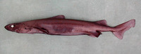 Centroscymnus cryptacanthus, Shortnose velvet dogfish: fisheries