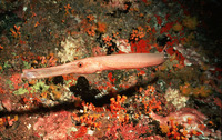 Aulostomus chinensis, Chinese trumpetfish: fisheries, aquarium