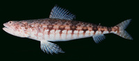 Synodus ulae, Red lizard fish: