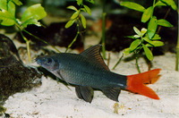 Epalzeorhynchos bicolor, Redtail sharkminnow: aquaculture, aquarium