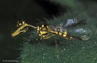 Mantispidae