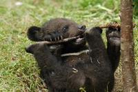 Image of: Ursus thibetanus (Asiatic black bear)