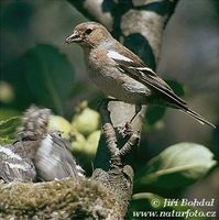Fringilla coelebs - Common Chaffinch