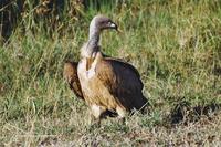 Image of: Gyps africanus (African white-backed vulture)