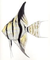 Image of: Pterophyllum scalare (angelfish)
