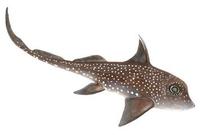 Image of: Hydrolagus colliei (spotted ratfish)