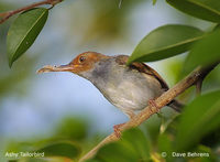 Ashy Tailorbird - Orthotomus ruficeps