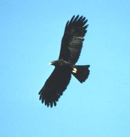 Black Eagle - Ictinaetus malayensis