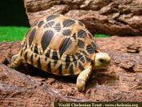 Burmese Star Tortoise, Geochelone platynota