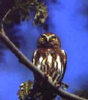 Ferrruginous Pygmy Owl