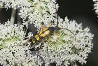 Longhorn Beetle Strangalia maculata at wild angelica Angelica sylvestris Germany stock photo