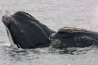two right whales at the water's surface