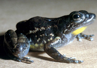 : Mannophryne collaris; Sapito Ni챰era de Merida
