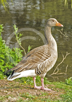 : Anser anser ssp. anser; Western Greylag Goose
