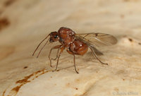 : Andricus quercuscalifornicus; California Gall Wasp;