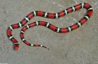 : Lampropeltis triangulum elapsoides; Scarlet King Snake